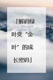 解码绿叶变“金叶”的成长密码